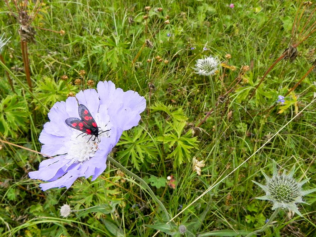 DSCN9793.jpg - Geghamské hory