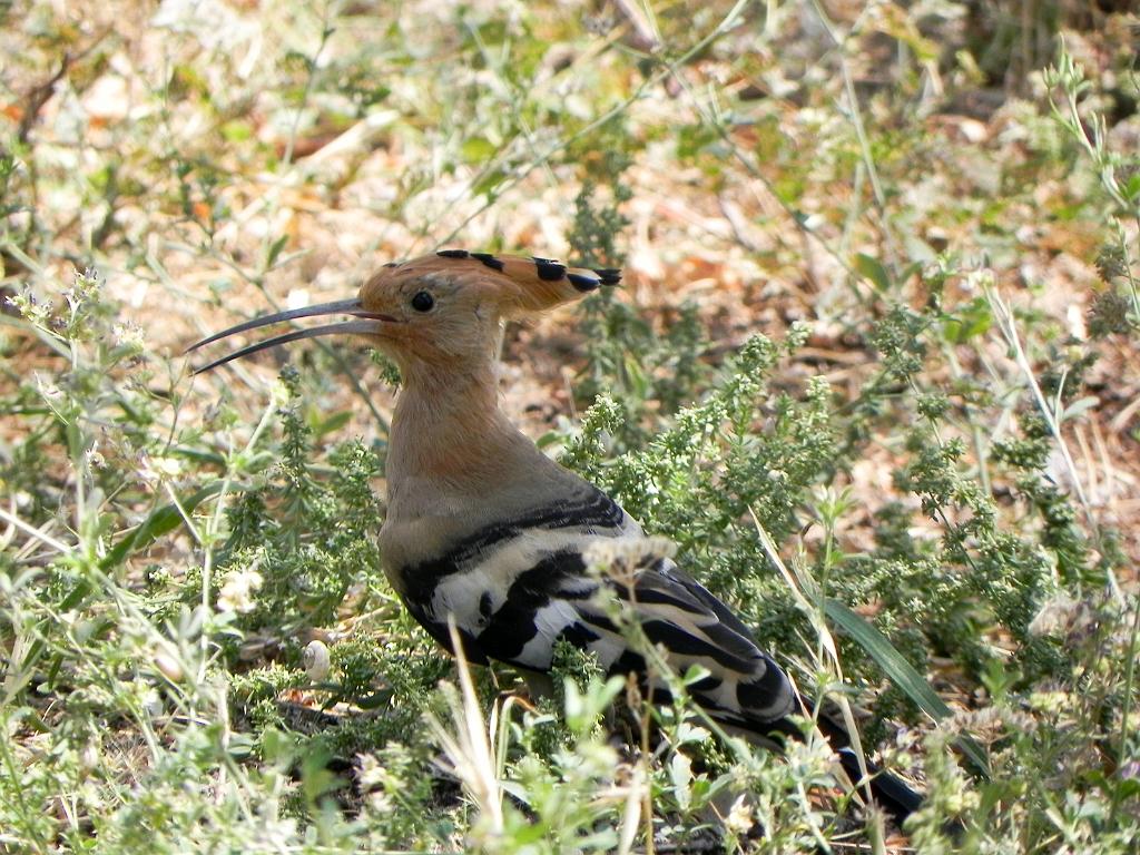 DSCO_119.jpg - Jerevan