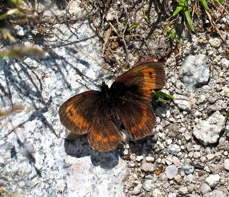 IMG_0989.jpg - Fauna v 1850 m n.m.