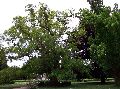 100_2145_.jpg