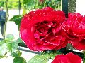 100_2203_.jpg