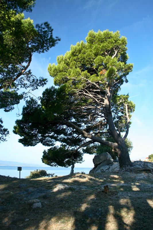 100922-018.jpg - Baška Voda - borovice na gradine