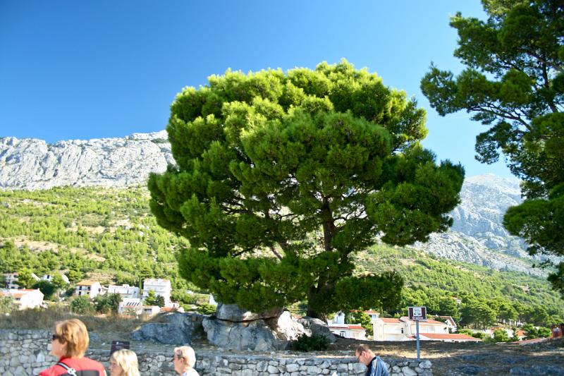100922-041.jpg - Baška Voda - na gradine