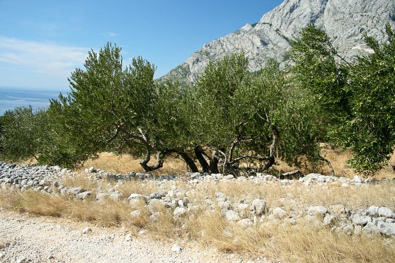 100922-093.jpg - Z Bastu do Baško Polje - a zase olivy