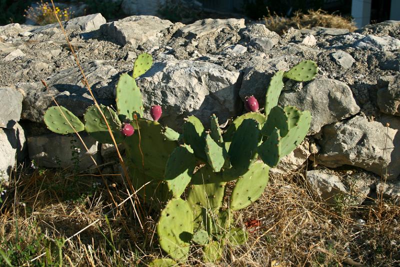 100922-021.jpg - Opuncie