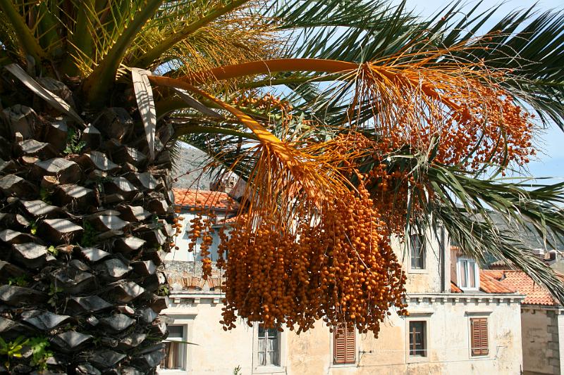 100924-166.jpg - Palma