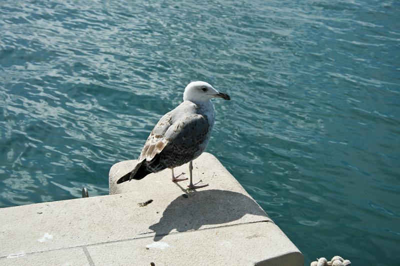 100928-045.jpg - Racek