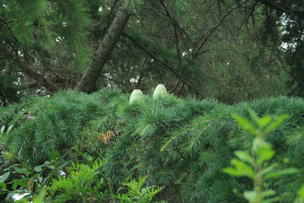 110618-037.JPG