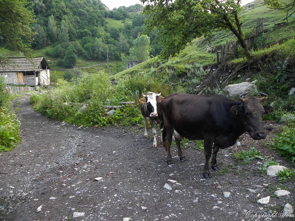 DSCN7589.jpg - Svanetie