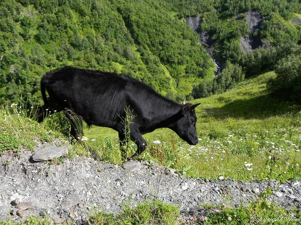DSCN7699.jpg - Svanetie
