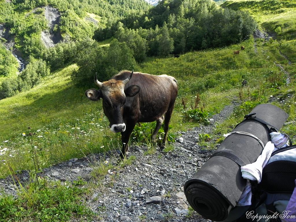 DSCN7706.jpg - Svanetie