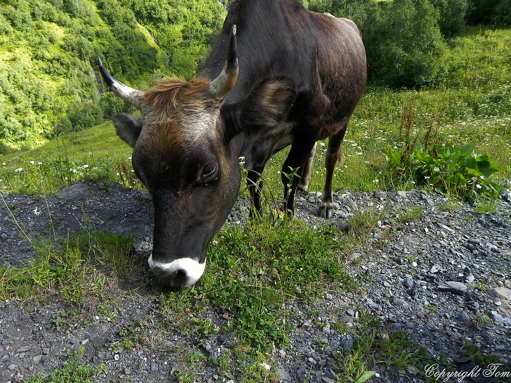 DSCN7709.jpg - Svanetie
