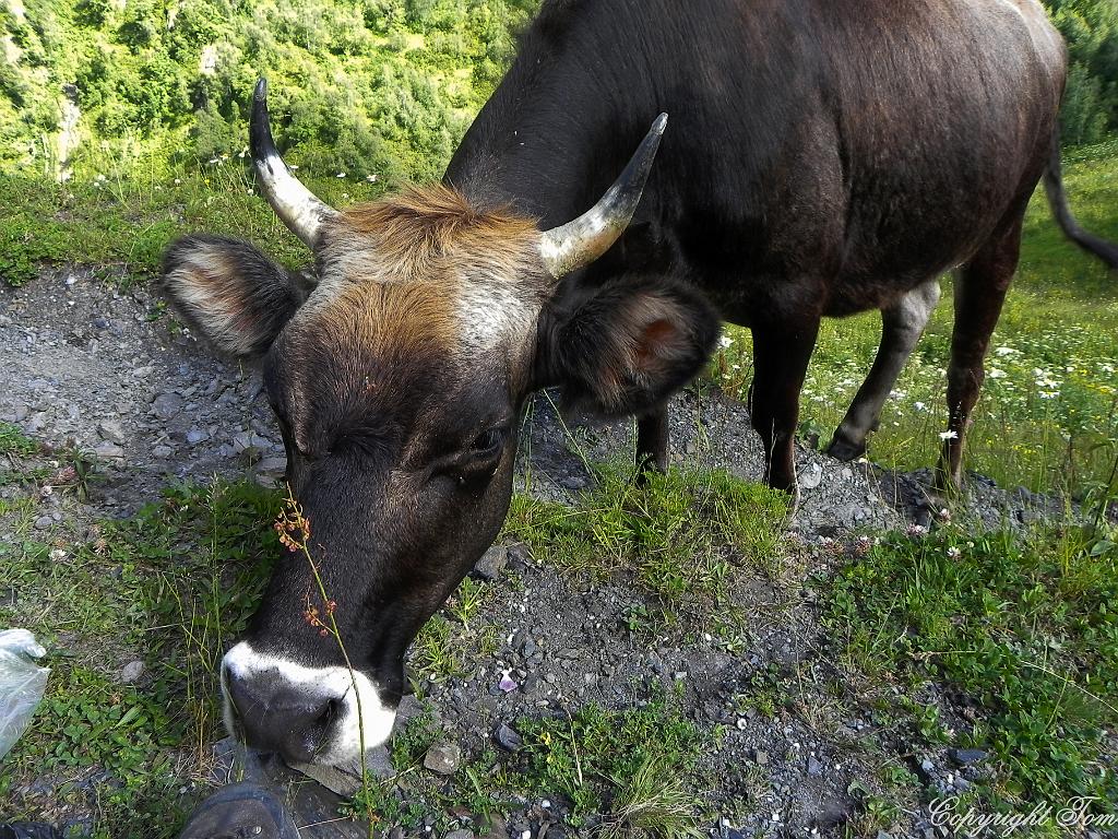 DSCN7710.jpg - Svanetie