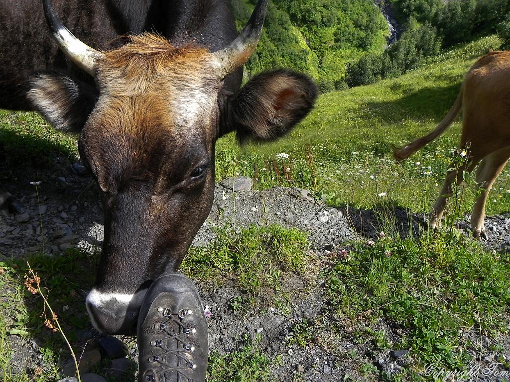 DSCN7716.jpg - Svanetie