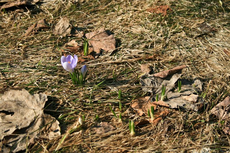 110328-07.jpg - Šafrán Heufellův, Lukášov