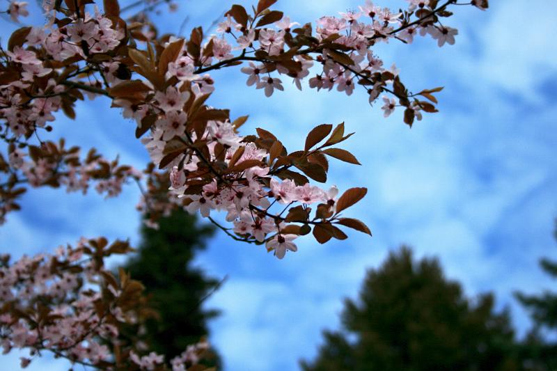 110417-13.jpg - Sakura