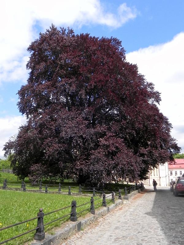 DSCN2633.jpg - Jihlava - buk u kostela sv. Jakuba Většího