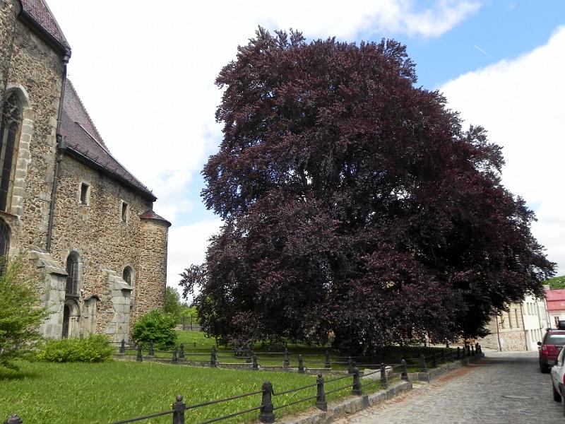 DSCN2635.jpg - Jihlava - buk u kostela sv. Jakuba Většího