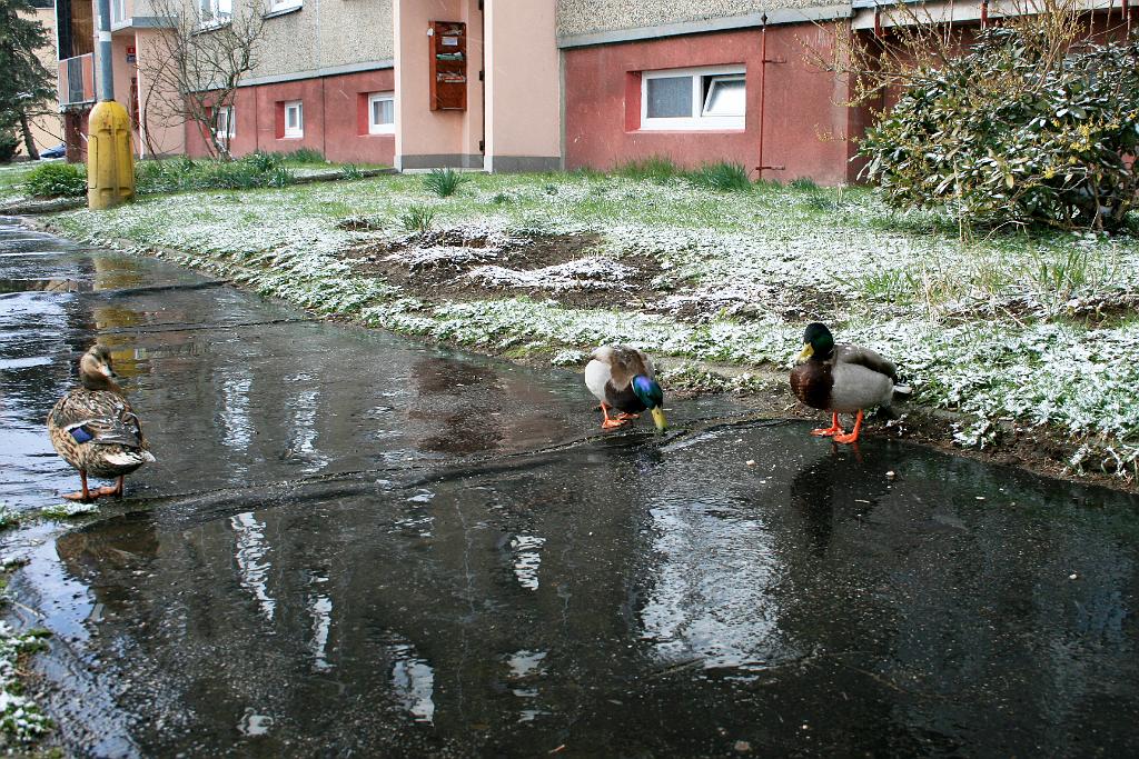 120408-08.jpg - Kachny na sídlišti
