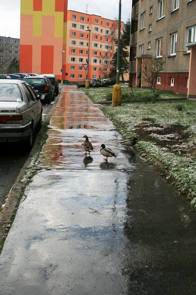 120408-09.jpg - Kachny na sídlišti
