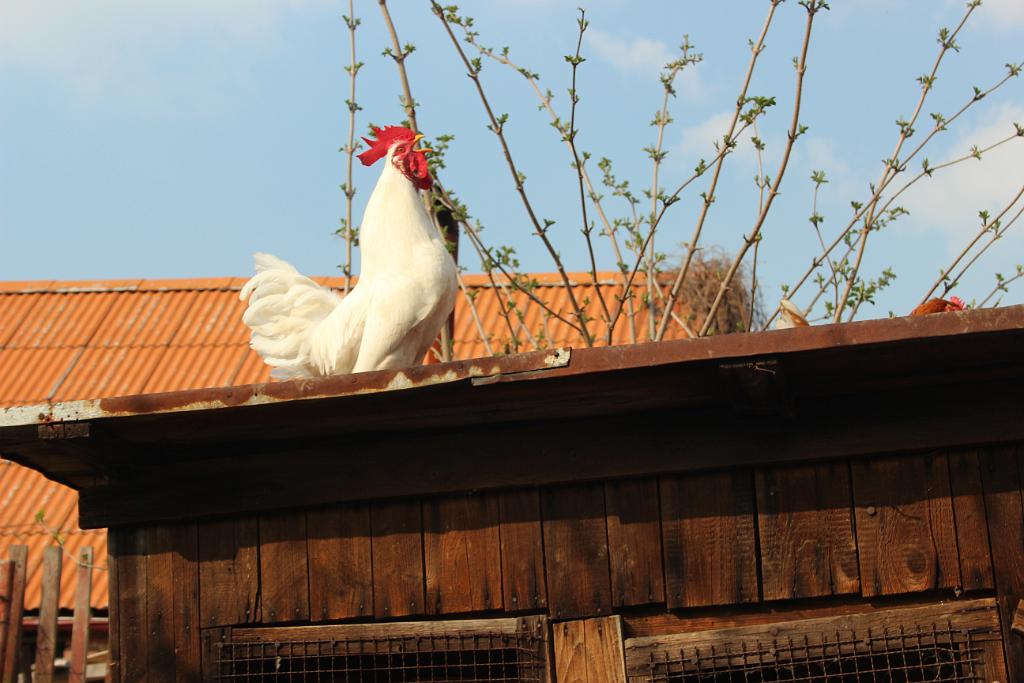 140329-10.JPG