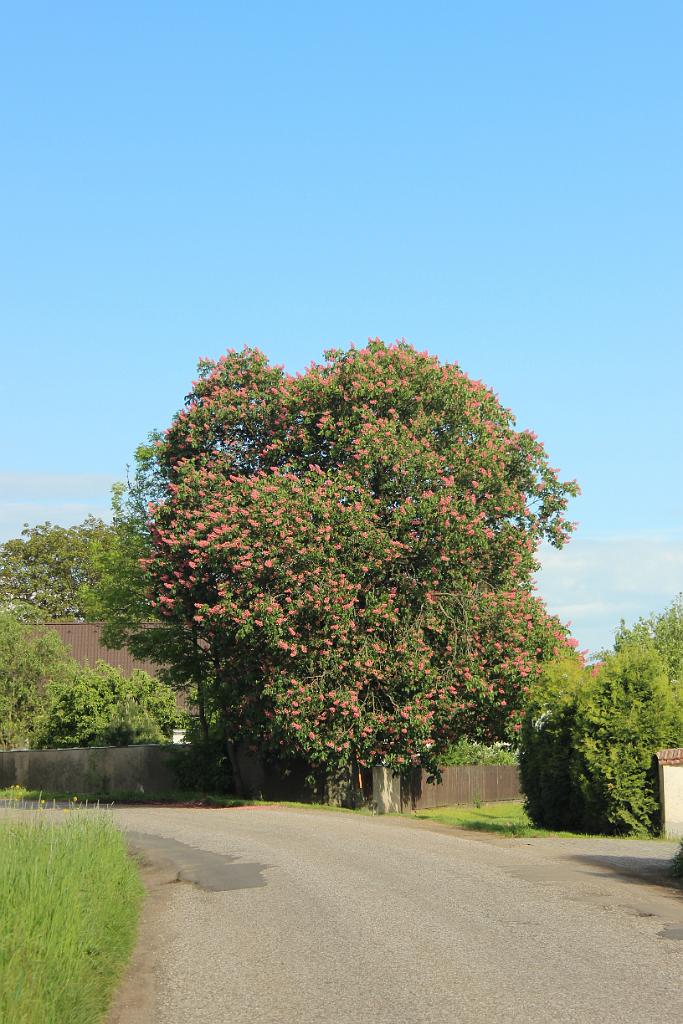 140509-07.JPG