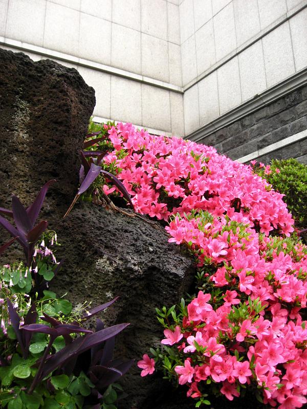 IMG_6355.jpg - JEJU - city