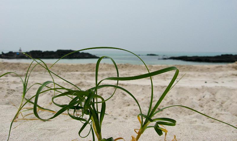 IMG_7480.jpg - JEJU - island