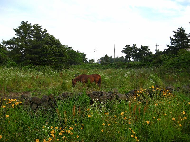 IMG_7577.jpg - JEJU - island