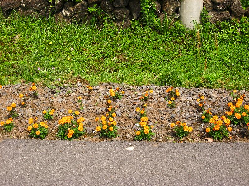 IMG_7652.jpg - JEJU - island