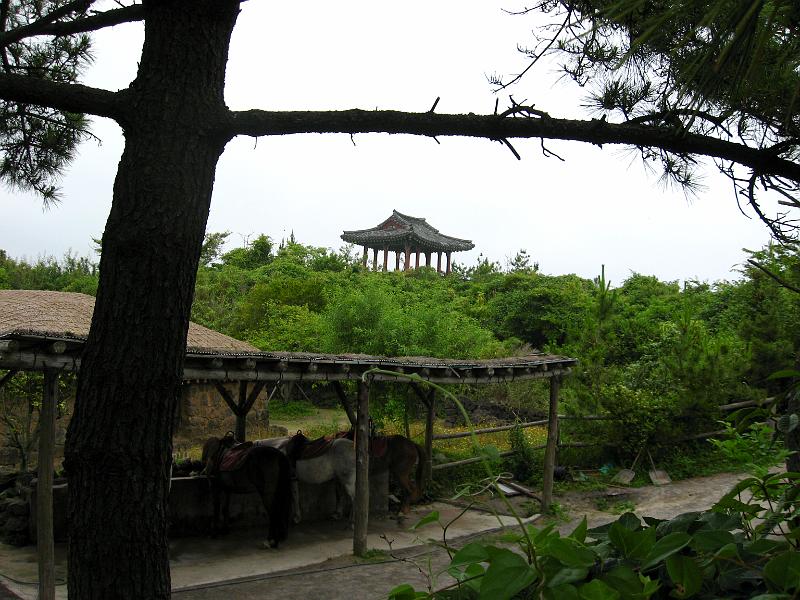 IMG_7759.jpg - JEJU - island