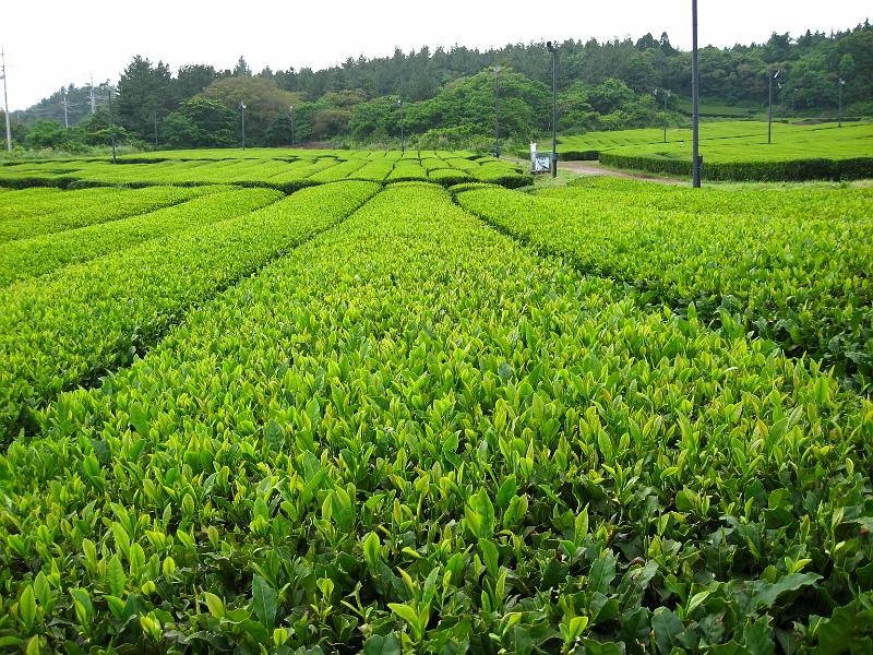 IMG_7990.jpg - JEJU - island
