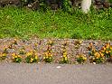 IMG_7652