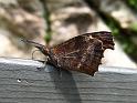 IMG_8411