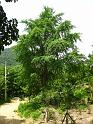IMG_8294