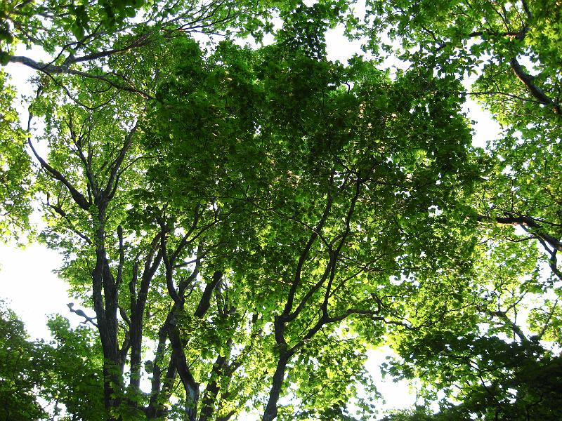 IMG_1513.jpg - Národní park Hallasan