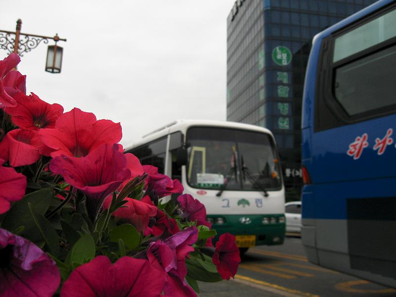 IMG_1695.jpg - JEJU - city