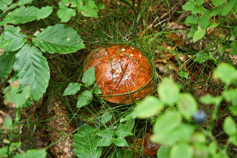 100815-02.jpg - Hříbek