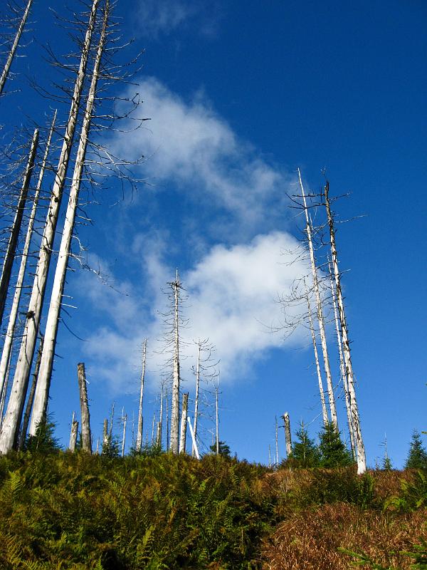 IMG_0166.jpg - Šumava
