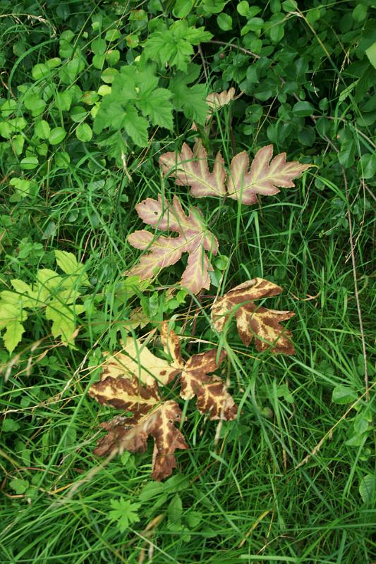 110709-39.jpg
