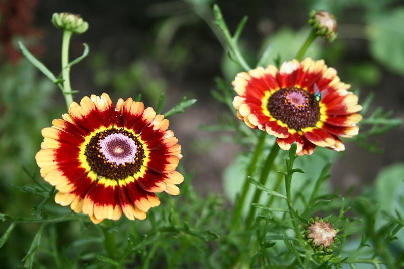 110717-03.jpg - Kopretina