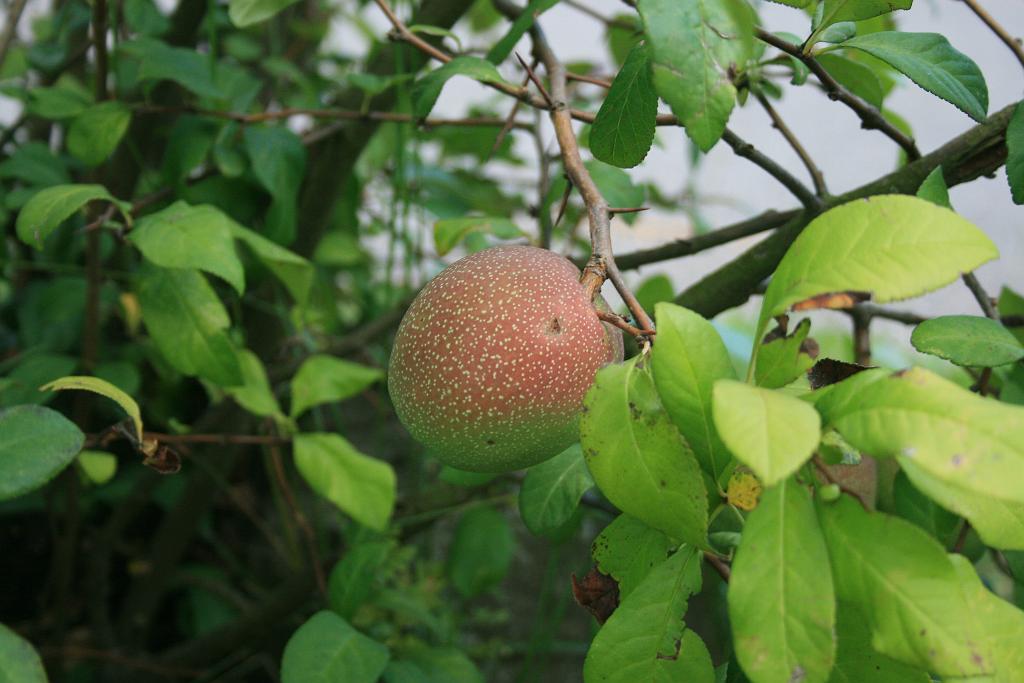 120812-18.JPG