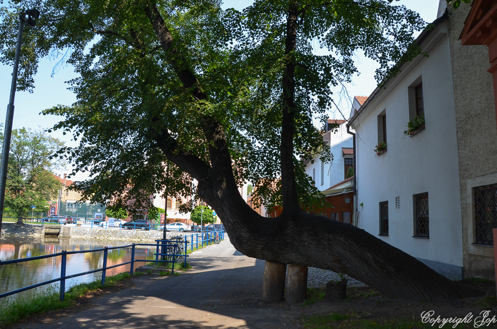 DSC_0211.jpg