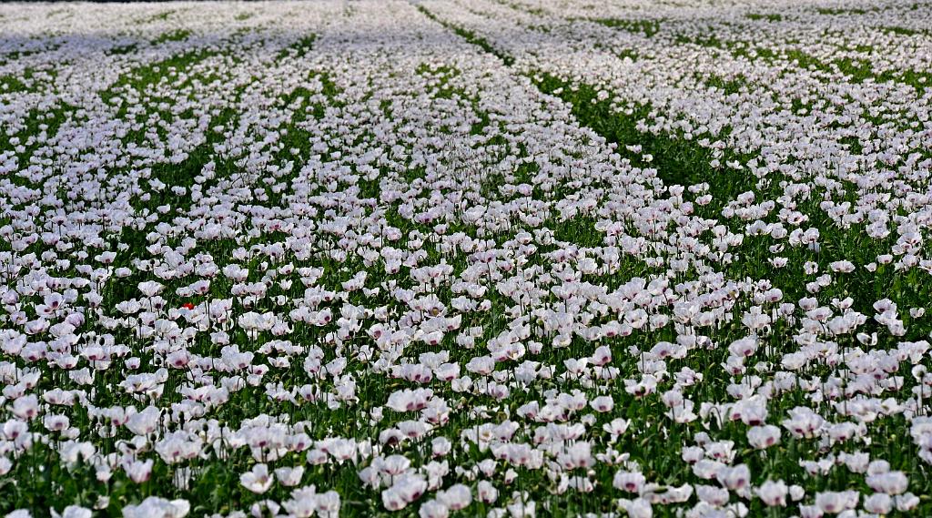 11_008_15.JPG