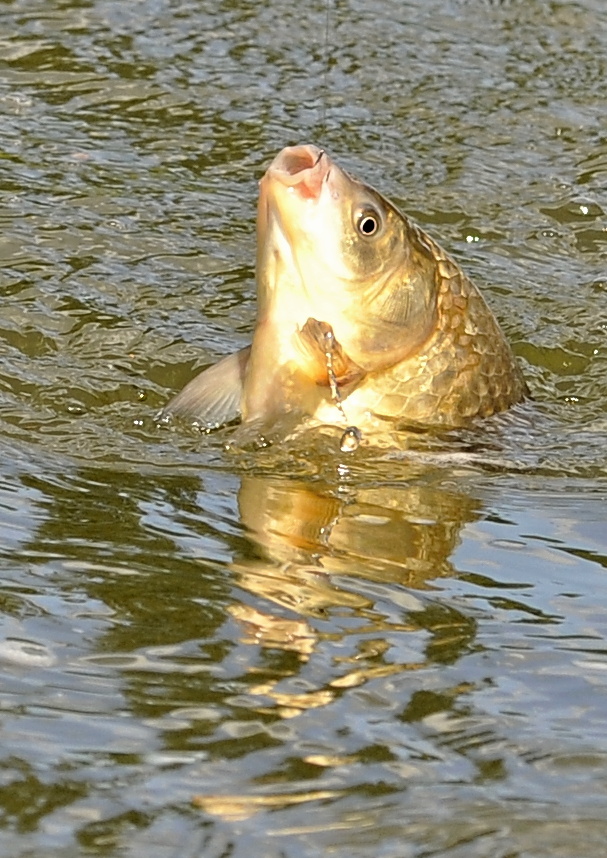 2016_07_73.JPG