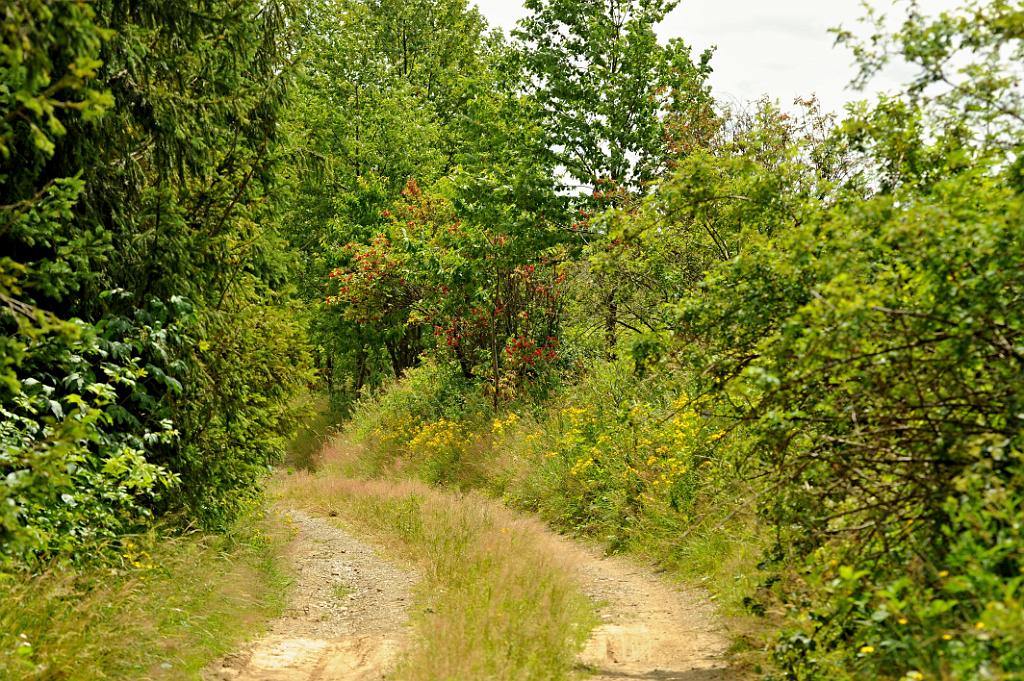 leto_012_07.JPG - Kružberská přehrada a okolí