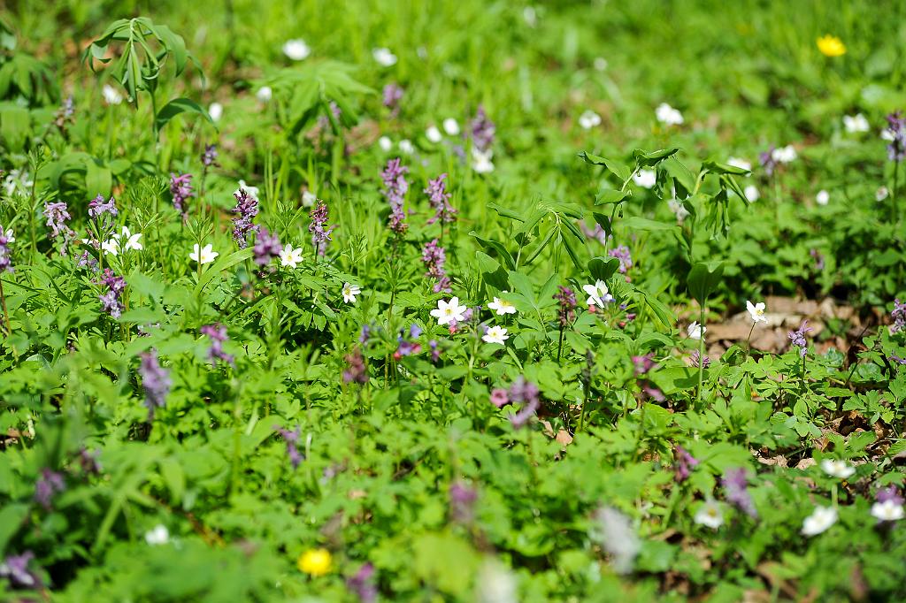 duben_002_02.jpg - Les Království