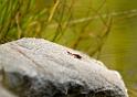 cs_005_09