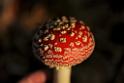 zari_004_11