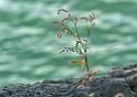 zari_010_26